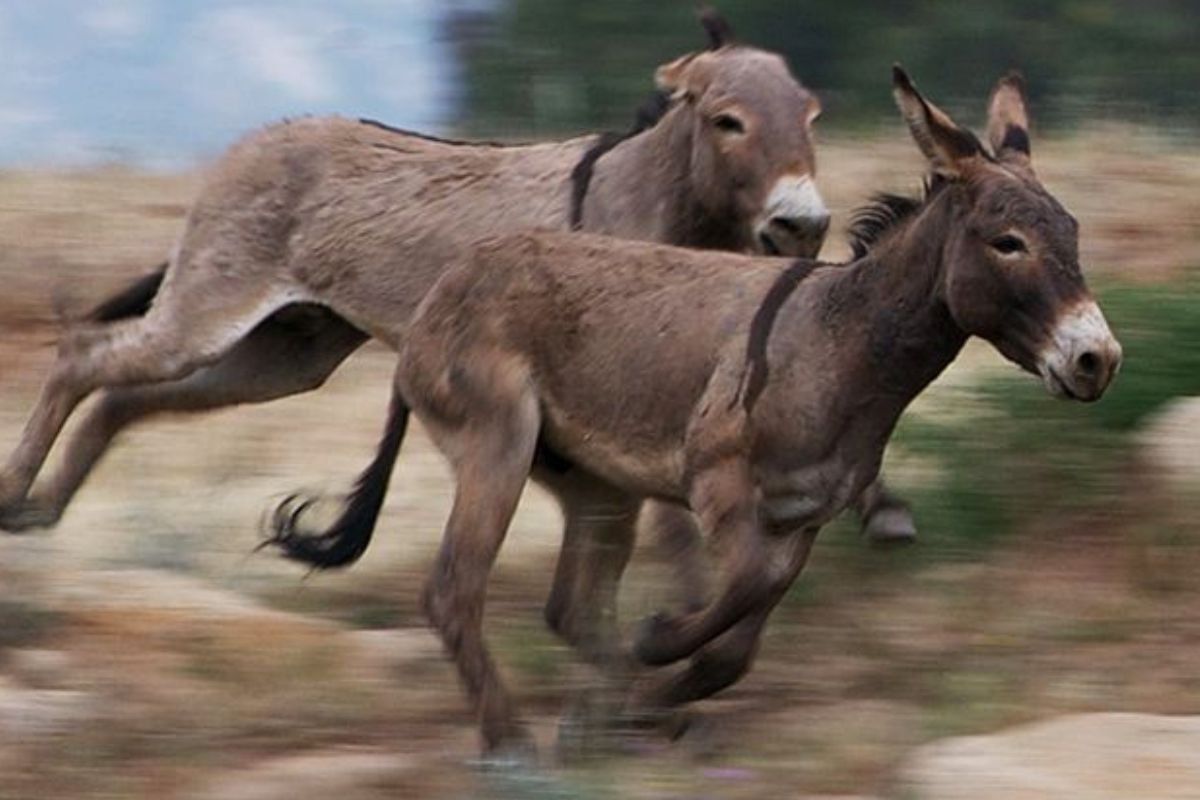 A IMBECILIDADE TEM COR. PROVAVELMENTE A COR DE BURRO QUANDO FOGE.