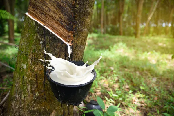 QUEM DIRIA, O BEBÊ REBORN NASCEU NA AMAZÔNIA!